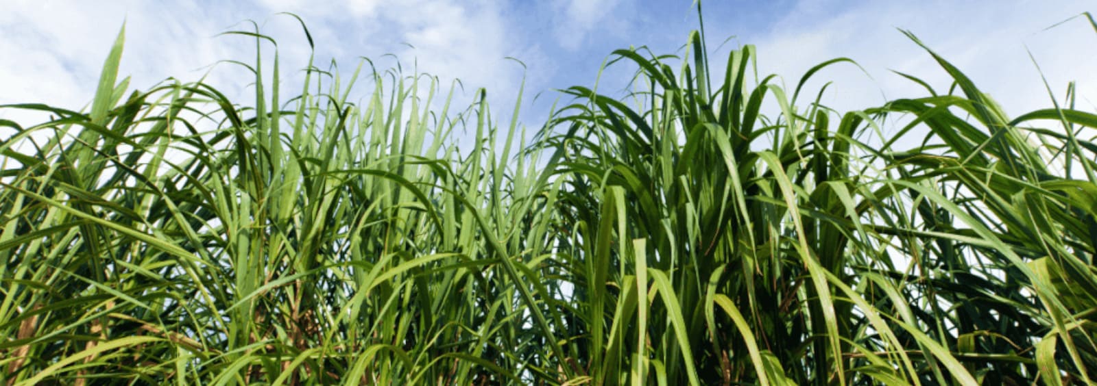 Esto es azúcar - Sostenibilidad y Subproductos de la Caña de Azúcar: Una Perspectiva Integral