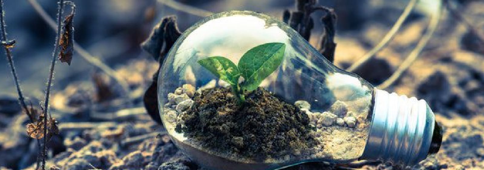 Esto es azúcar - Beneficios del plástico ecológico que es producido a partir de la caña de azúcar